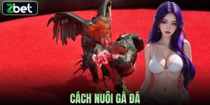 CÁCH NUÔI GÀ ĐÁ CHUẨN TỪ CHUYÊN GIA TẠO NÊN CHIẾN KÊ ĐỈNH CAO