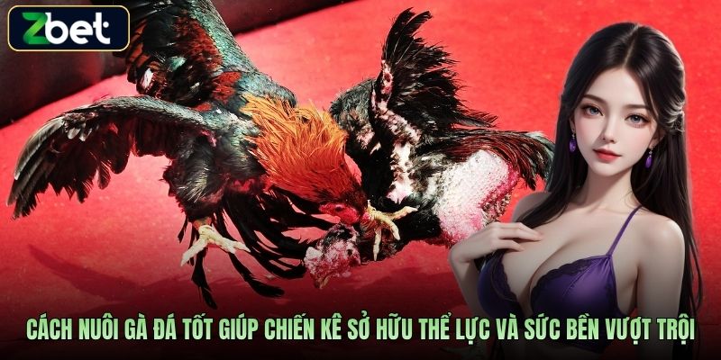 Cách nuôi gà đá tốt giúp chiến kê sở hữu thể lực và sức bền vượt trội