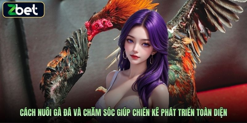 Cách nuôi gà đá và chăm sóc giúp chiến kê phát triển toàn diện