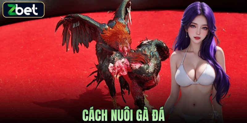 CÁCH NUÔI GÀ ĐÁ CHUẨN TỪ CHUYÊN GIA TẠO NÊN CHIẾN KÊ ĐỈNH CAO