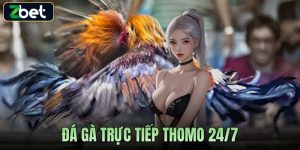 ĐÁ GÀ TRỰC TIẾP THOMO 24/7 ZBET CẬP NHẬT LIÊN TỤC MỖI NGÀY