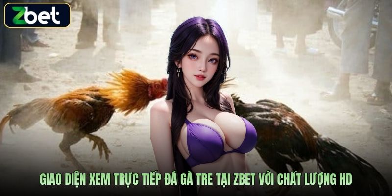 Giao diện xem trực tiếp đá gà tre tại Zbet với chất lượng HD