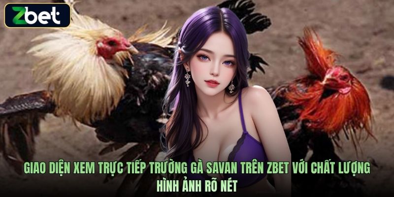 Giao diện xem trực tiếp trường gà Savan trên Zbet với chất lượng hình ảnh rõ nét