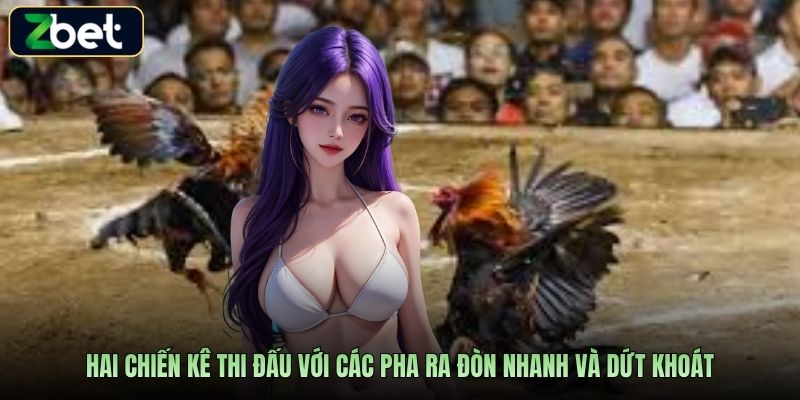 Hai chiến kê thi đấu với các pha ra đòn nhanh và dứt khoát
