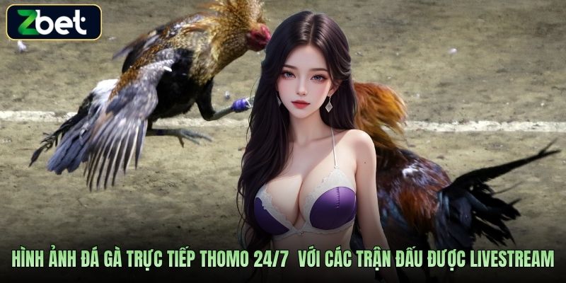 Hình ảnh đá gà trực tiếp Thomo 24/7  với các trận đấu được livestream