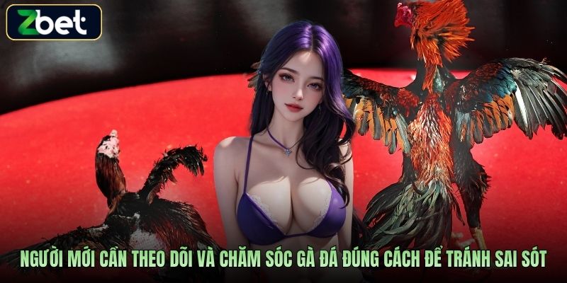 Người mới cần theo dõi và chăm sóc gà đá đúng cách để tránh sai sót