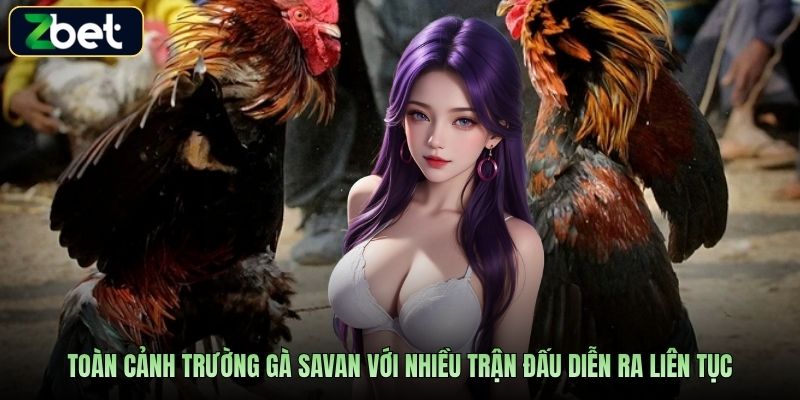 Toàn cảnh trường gà Savan với nhiều trận đấu diễn ra liên tục