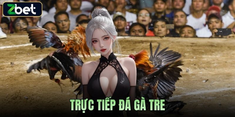 TRỰC TIẾP ĐÁ GÀ TRE ZBET - TRẢI NGHIỆM CHÂN THỰC, KỊCH TÍNH TỪNG GIÂY